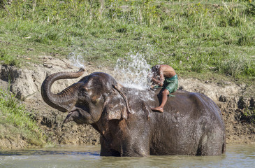 Obraz premium Asian Elephant