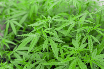 Marijuana leaves, cannabis