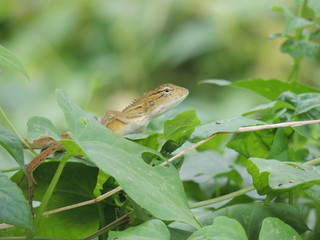 lizard on leaf