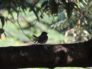 bird on branch