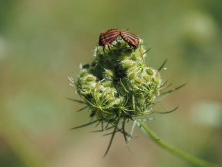 Streifenwanzen Graphosoma lineatum bei der Paarung auf Wilder Möhrenblüte