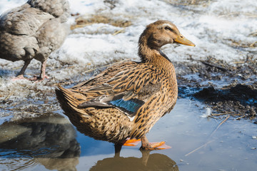 Colored duck at the farmstead in early spring