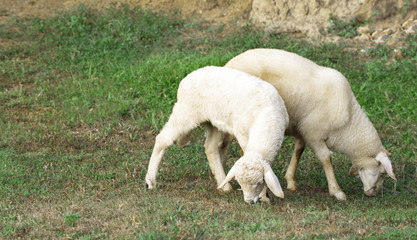 Fototapeta premium two young lamb eating juicy grass on a green lawn
