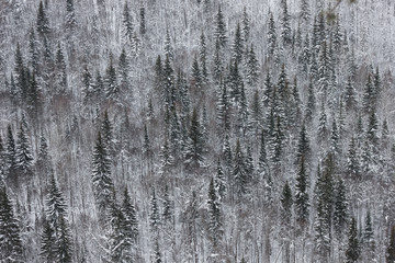 Coniferous forest in the mountains covered with snow.