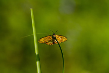 fly on leaf