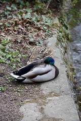 Mallard ducks rest on a ledge near a pond
