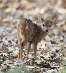 Deer Baby