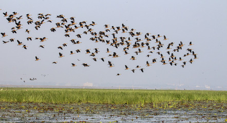 Flying birds