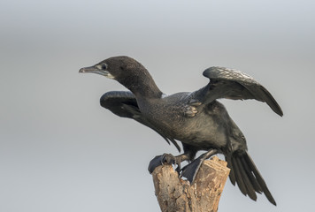Ready to Fly