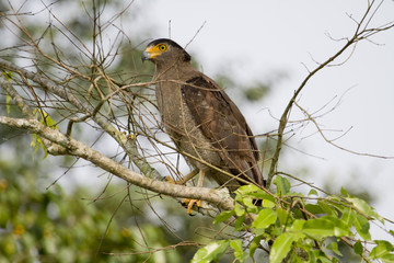 Crested Serpent Eagle 