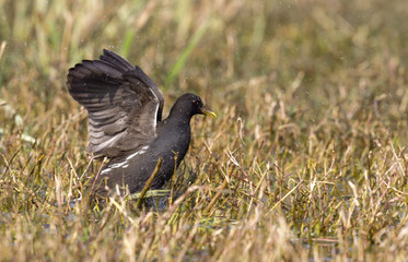 bird on the grass