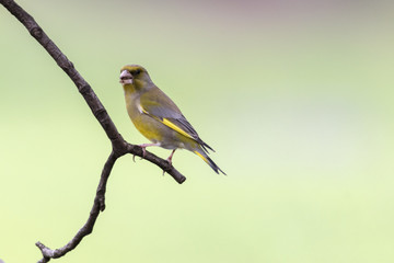 greenfinch chloris bird on tree