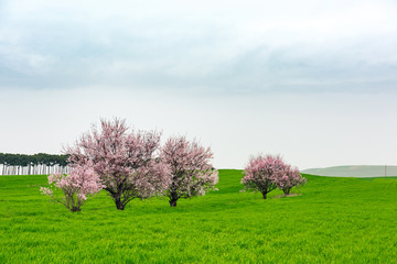 Obraz premium Flowering fruit trees in green farm field