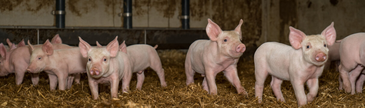 Schweinezucht- Gruppe Saugferkel im Strohstall