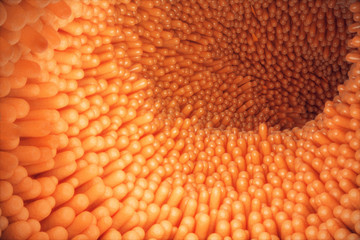 3D illustration close-up Intestinal villi. Intestine lining. Microscopic villi and capillary. Human intestine. Concept of a healthy or diseased intestine.