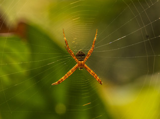 spider on a web