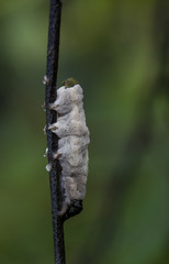 insect bfly caterpillar