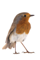 European robin (Erithacus rubecula)