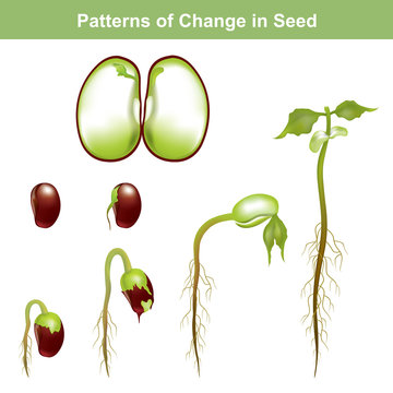 Germination of seed. Education info graphic.