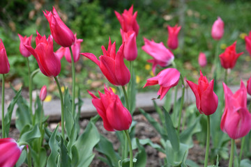 Fototapeta premium Tulipes roses au jardin au printemps