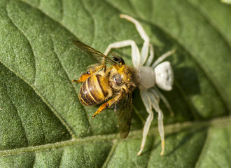 bee