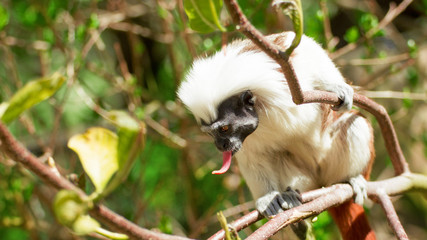 Naklejka premium Popular little monkey Tamarin in forest