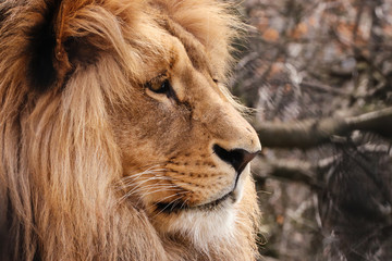Profil face lion
