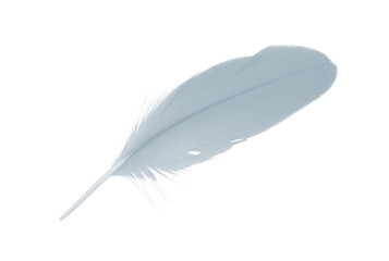 Obraz premium feather on white background 