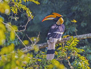 hornbill © KK