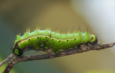 green caterpillar