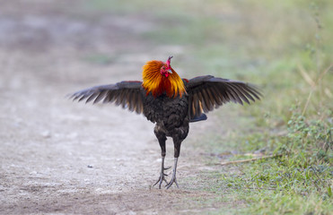 chicken