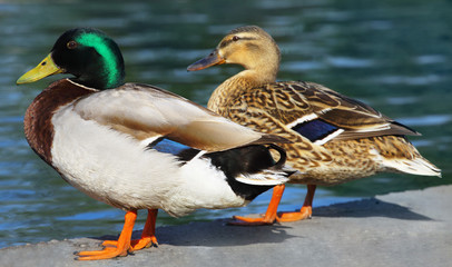 Ducks