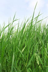 Grass close-up