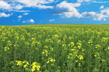 Fototapeta premium Green field