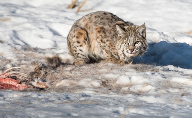Bobcat in the Alberta Foothills
