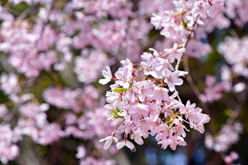 山桜の花