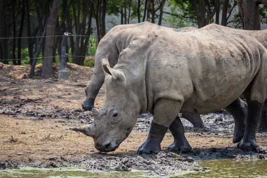 Many rhinoceros in the zoo
