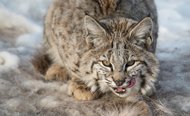 Bobcat in the Alberta Foothills