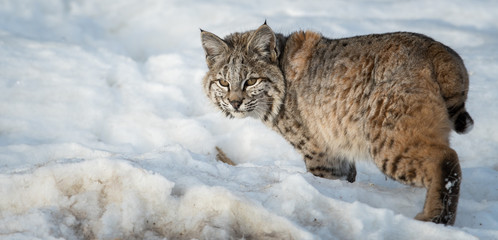 Bobcat in the Alberta Foothills