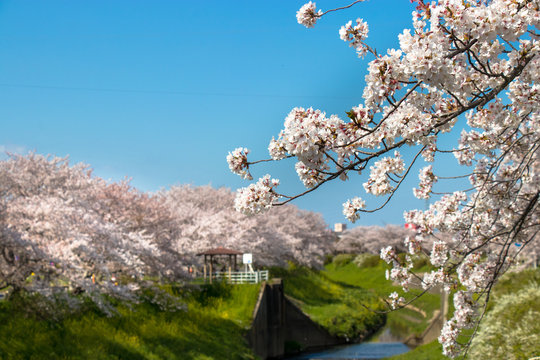Cherry blossom rows along the Toyoda River in Mobara city, Chiba Prefecture, Japan