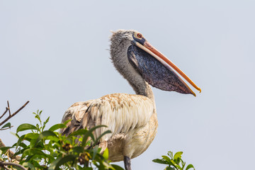 Brown pelican at branch
