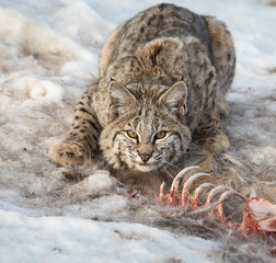Fototapeta premium Bobcat in the Alberta Foothills