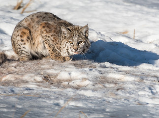 Bobcat in the Alberta Foothills