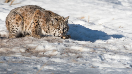Fototapeta premium Bobcat in the Alberta Foothills