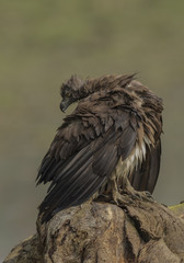 bird of prey