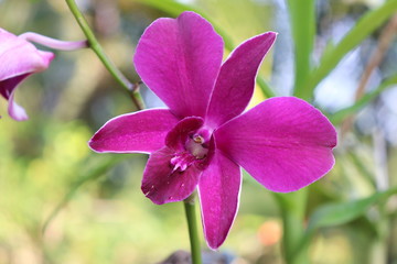 Purple Garden Orchid