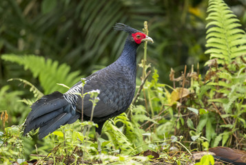 male pheasant
