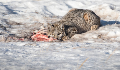 Bobcat in the Alberta Foothills
