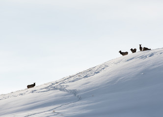 Elk herd in the winter landscape