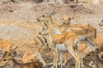 January 2019, Thailand travel trip to visit Khao Kheow Open Zoo, Chonburi
